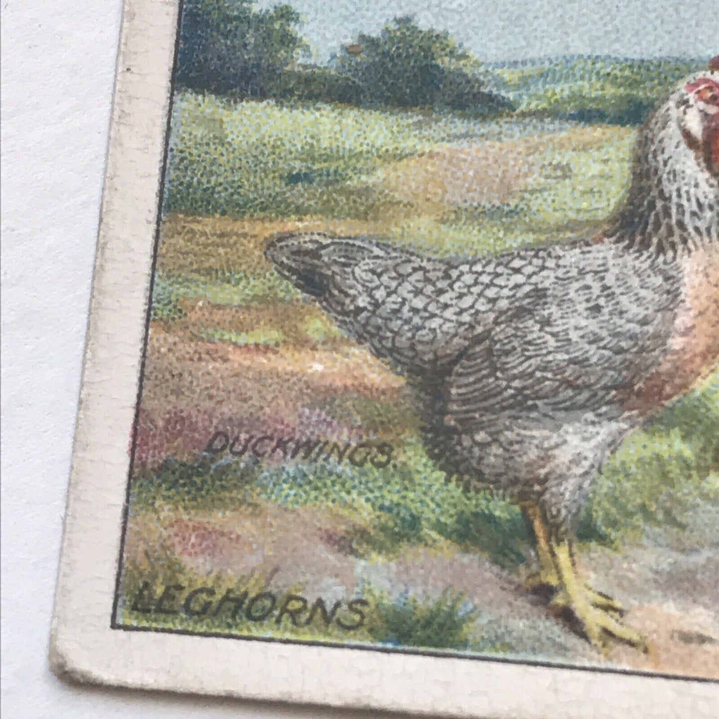 LEGHORNS Ogden’s Cigarette Card, Poultry #35 Hen Cock Fowl Vintage Print