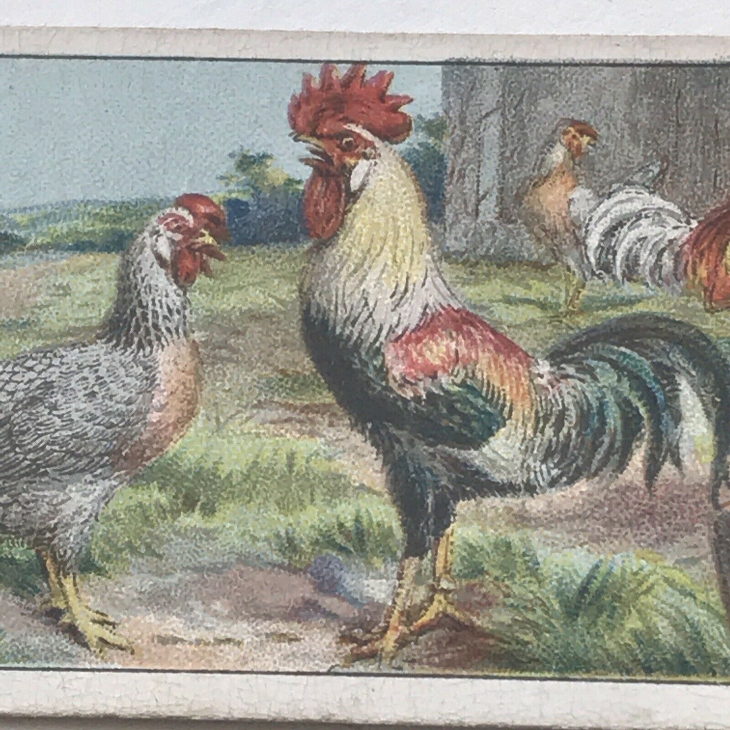 LEGHORNS Ogden’s Cigarette Card, Poultry #35 Hen Cock Fowl Vintage Print