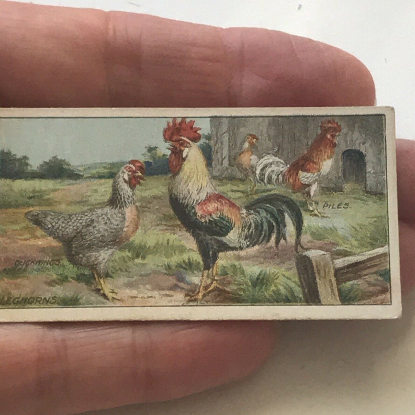 LEGHORNS Ogden’s Cigarette Card, Poultry #35 Hen Cock Fowl Vintage Print