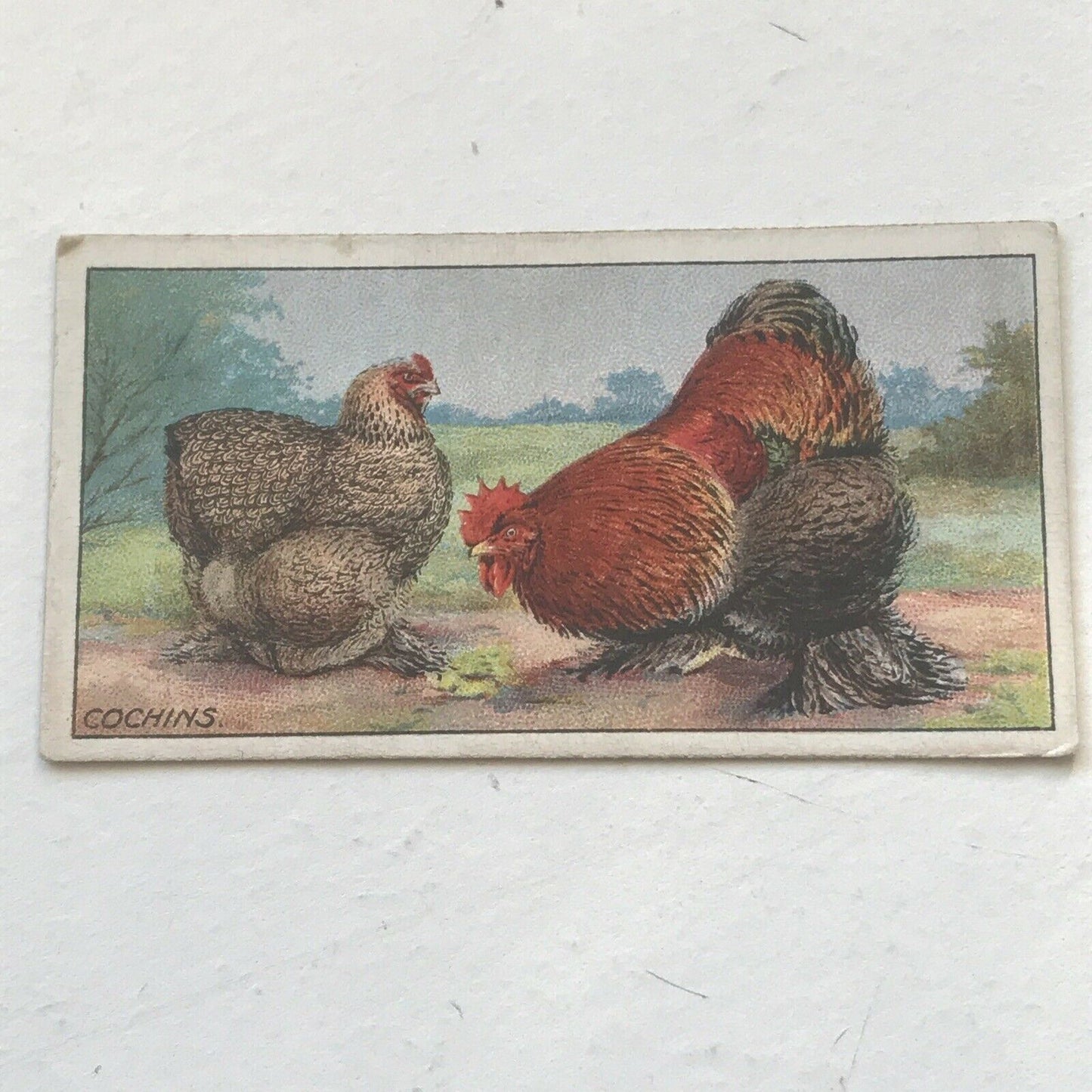 COCHINS Ogden’s Cigarette Card, Poultry #13 Hen Cock Fowl Vintage Print