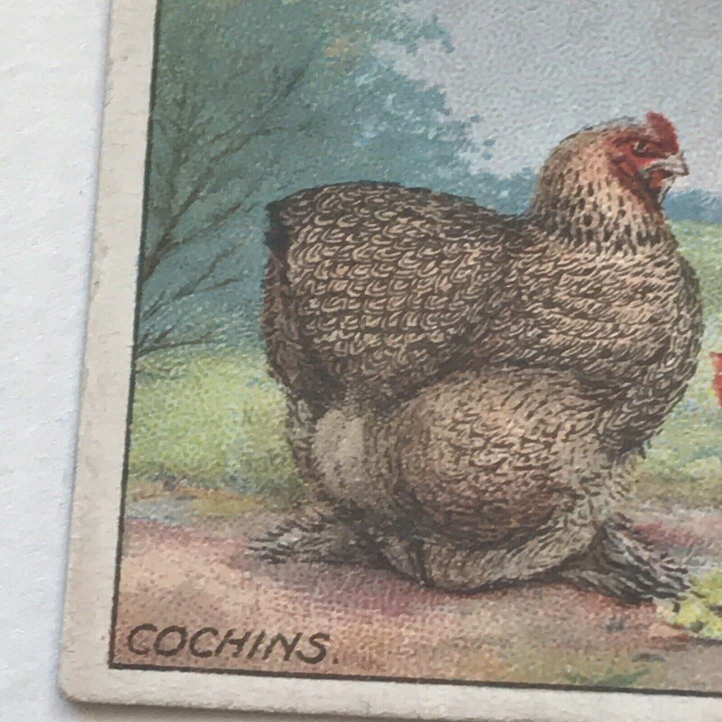 COCHINS Ogden’s Cigarette Card, Poultry #13 Hen Cock Fowl Vintage Print