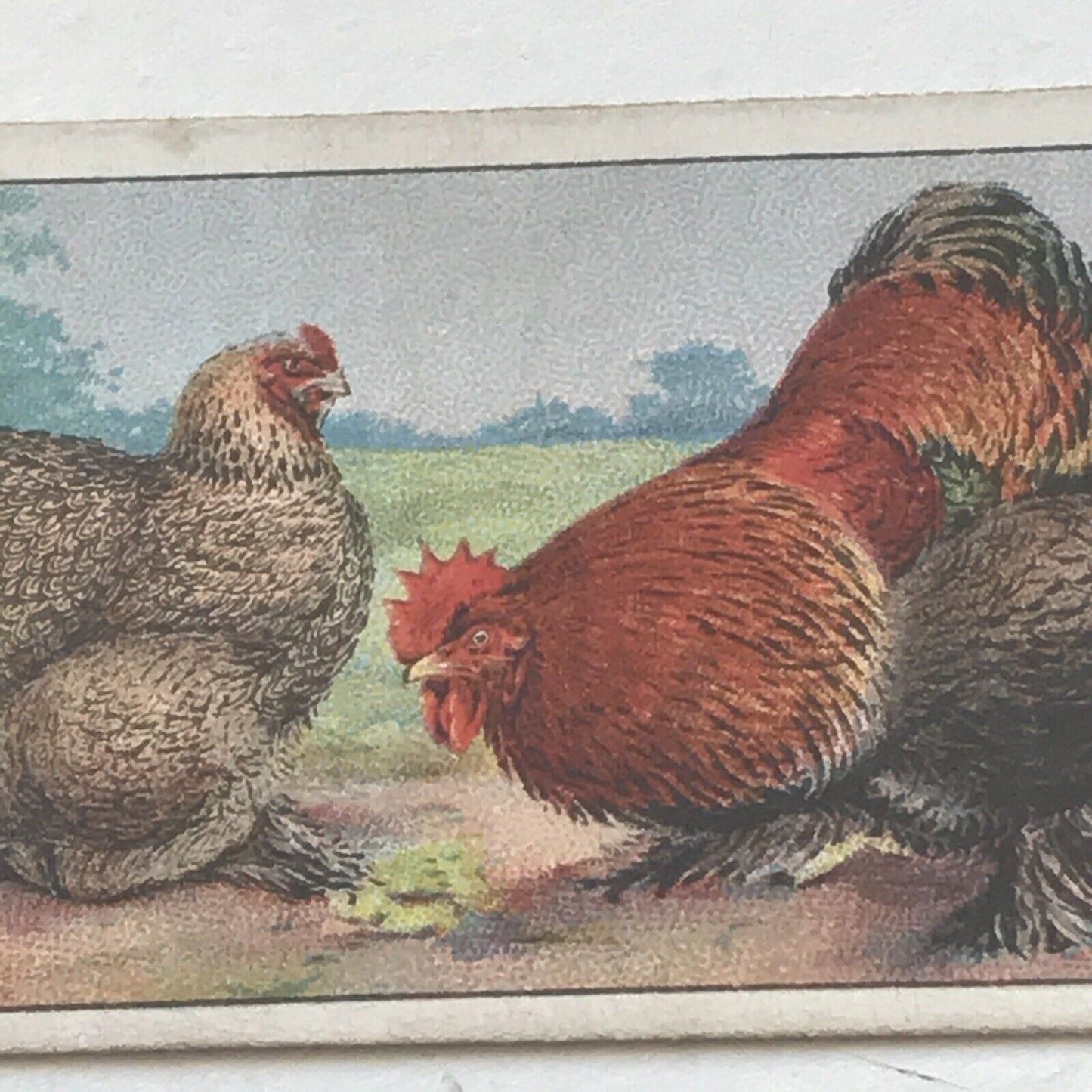 COCHINS Ogden’s Cigarette Card, Poultry #13 Hen Cock Fowl Vintage Print