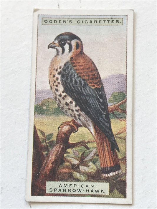 AMERICAN SPARROW-HAWK  Ogden’s Cigarette Card, FOREIGN BIRDS #23 Falcon 1924