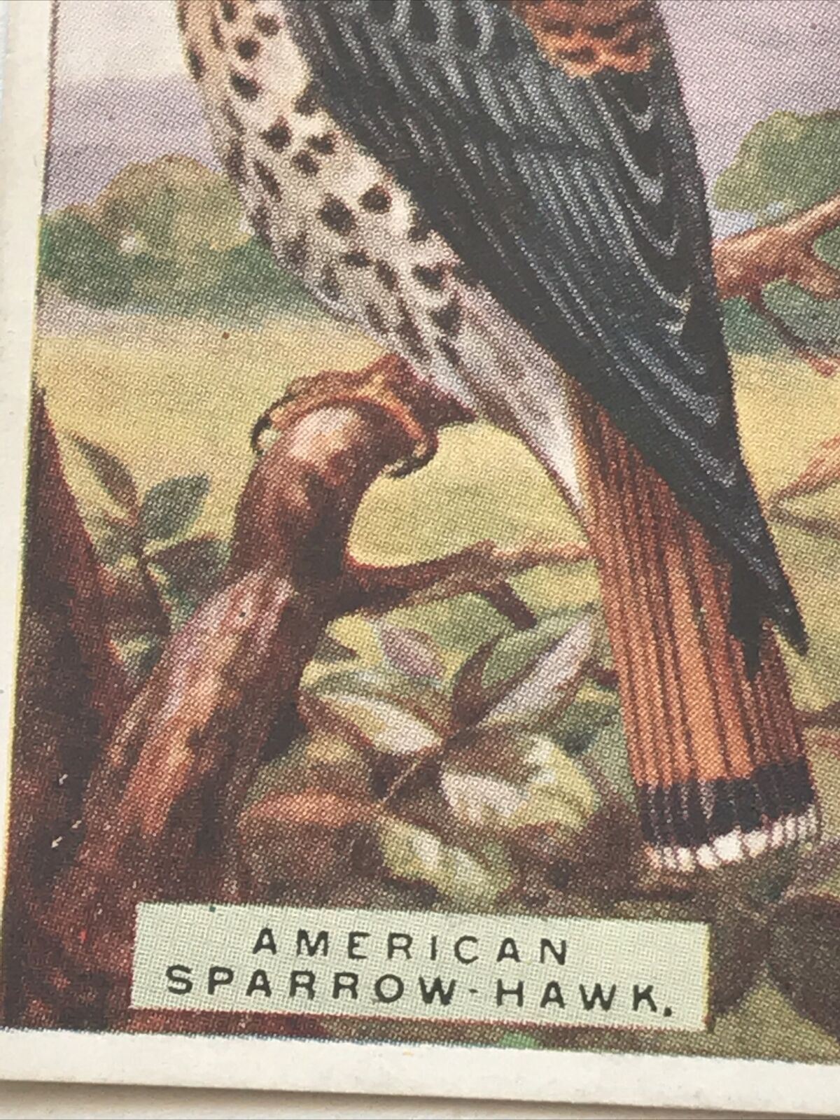 AMERICAN SPARROW-HAWK  Ogden’s Cigarette Card, FOREIGN BIRDS #23 Falcon 1924