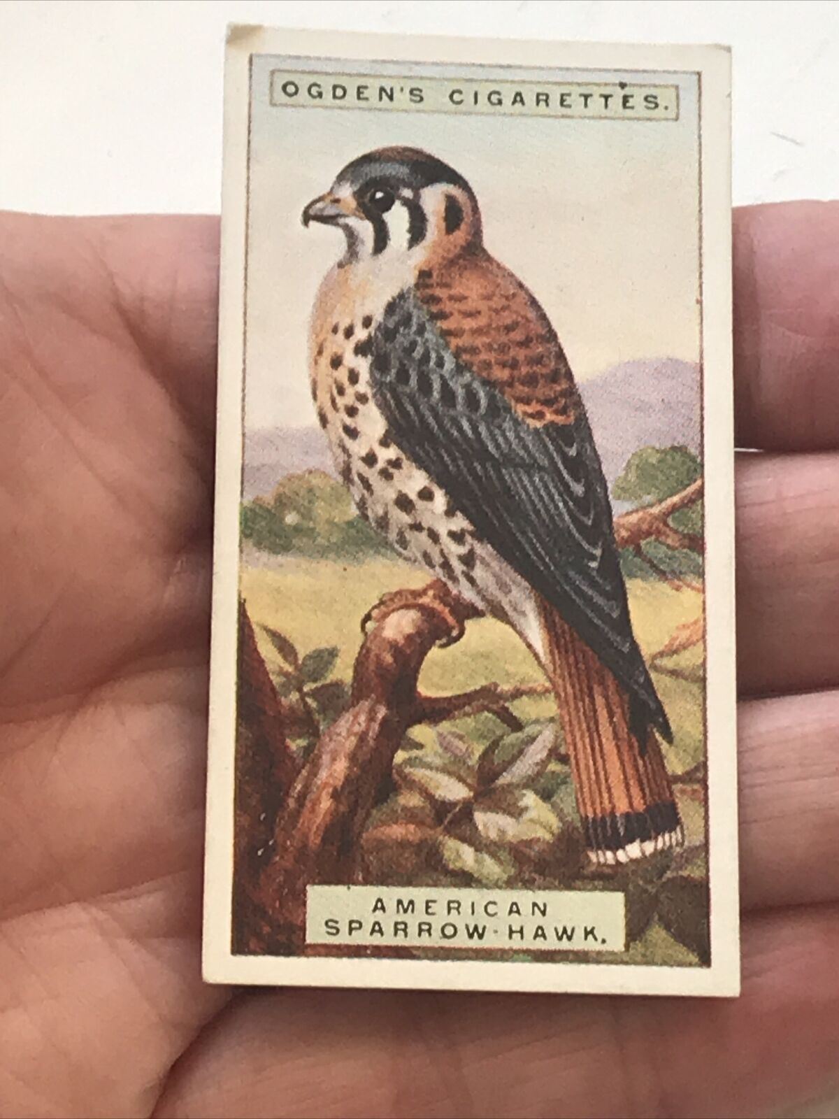 AMERICAN SPARROW-HAWK  Ogden’s Cigarette Card, FOREIGN BIRDS #23 Falcon 1924