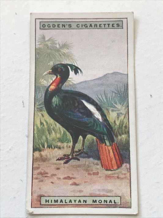 HIMALAYAN MONAL Ogden’s Cigarette Card, FOREIGN BIRDS #30 Impeyan Pheasant