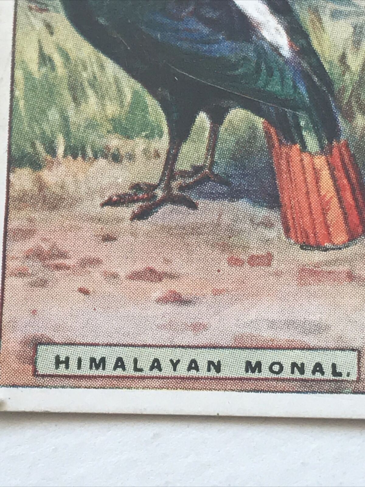 HIMALAYAN MONAL Ogden’s Cigarette Card, FOREIGN BIRDS #30 Impeyan Pheasant