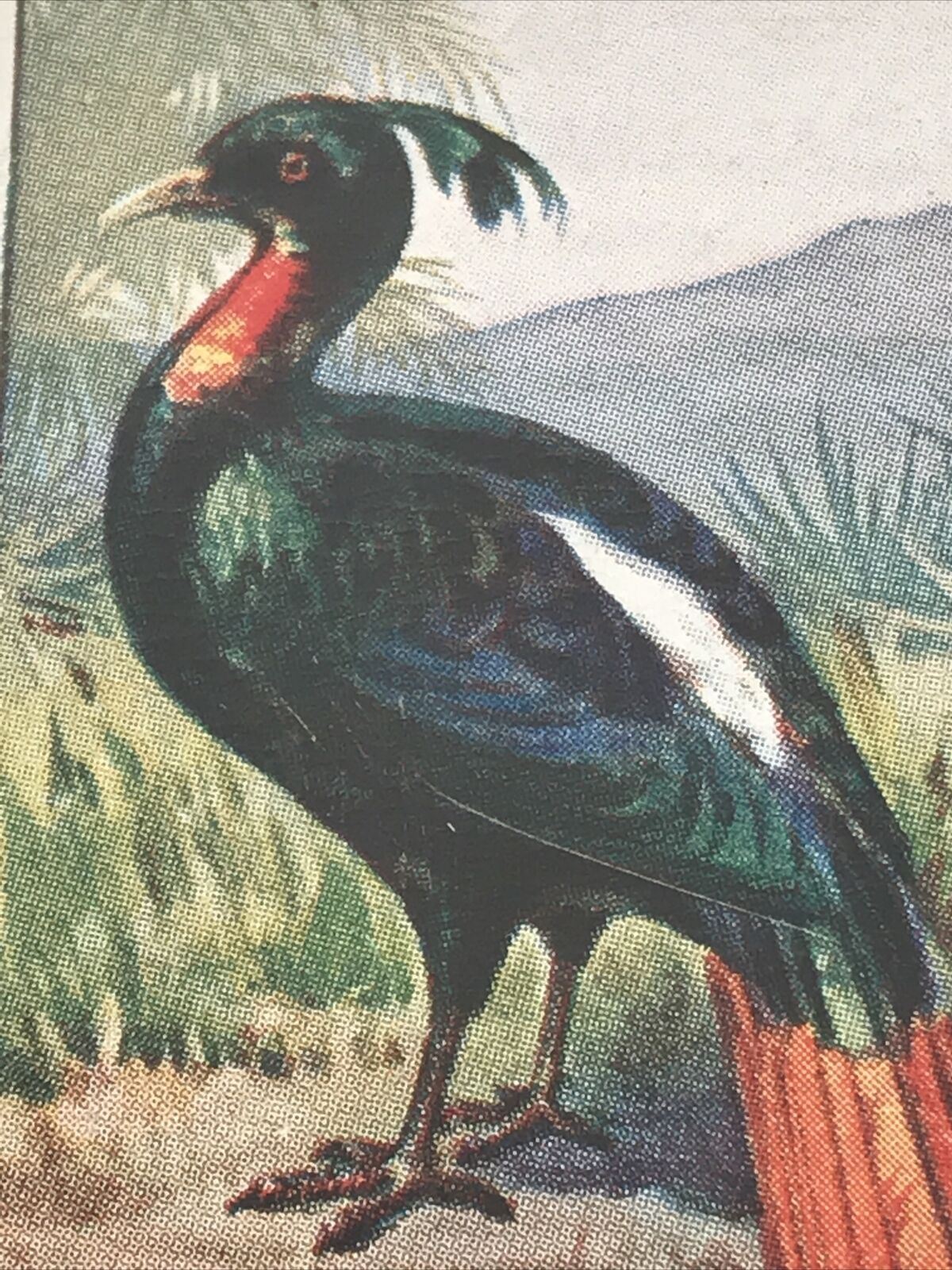 HIMALAYAN MONAL Ogden’s Cigarette Card, FOREIGN BIRDS #30 Impeyan Pheasant