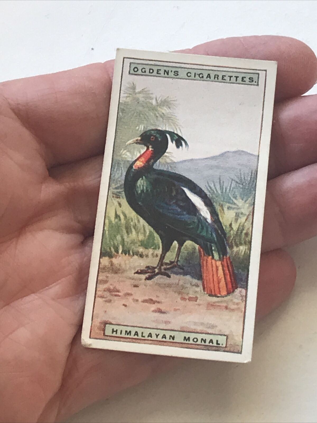 HIMALAYAN MONAL Ogden’s Cigarette Card, FOREIGN BIRDS #30 Impeyan Pheasant