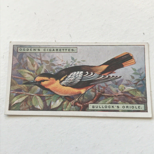 BULLOCKS ORIOLE Ogden’s Cigarette Card, FOREIGN BIRDS #32 Colourful Bird Print