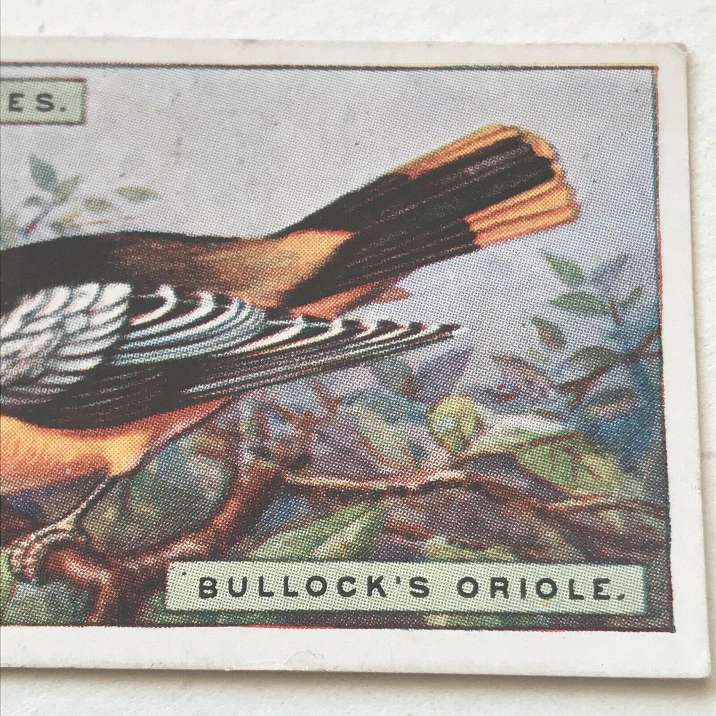 BULLOCKS ORIOLE Ogden’s Cigarette Card, FOREIGN BIRDS #32 Colourful Bird Print