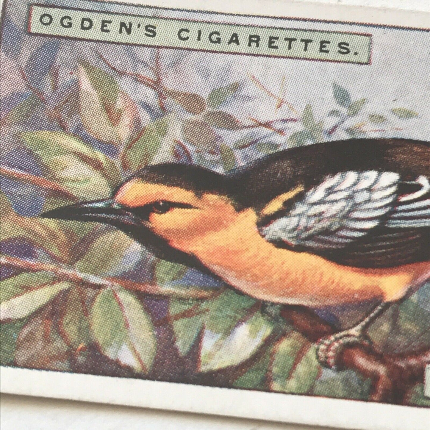 BULLOCKS ORIOLE Ogden’s Cigarette Card, FOREIGN BIRDS #32 Colourful Bird Print