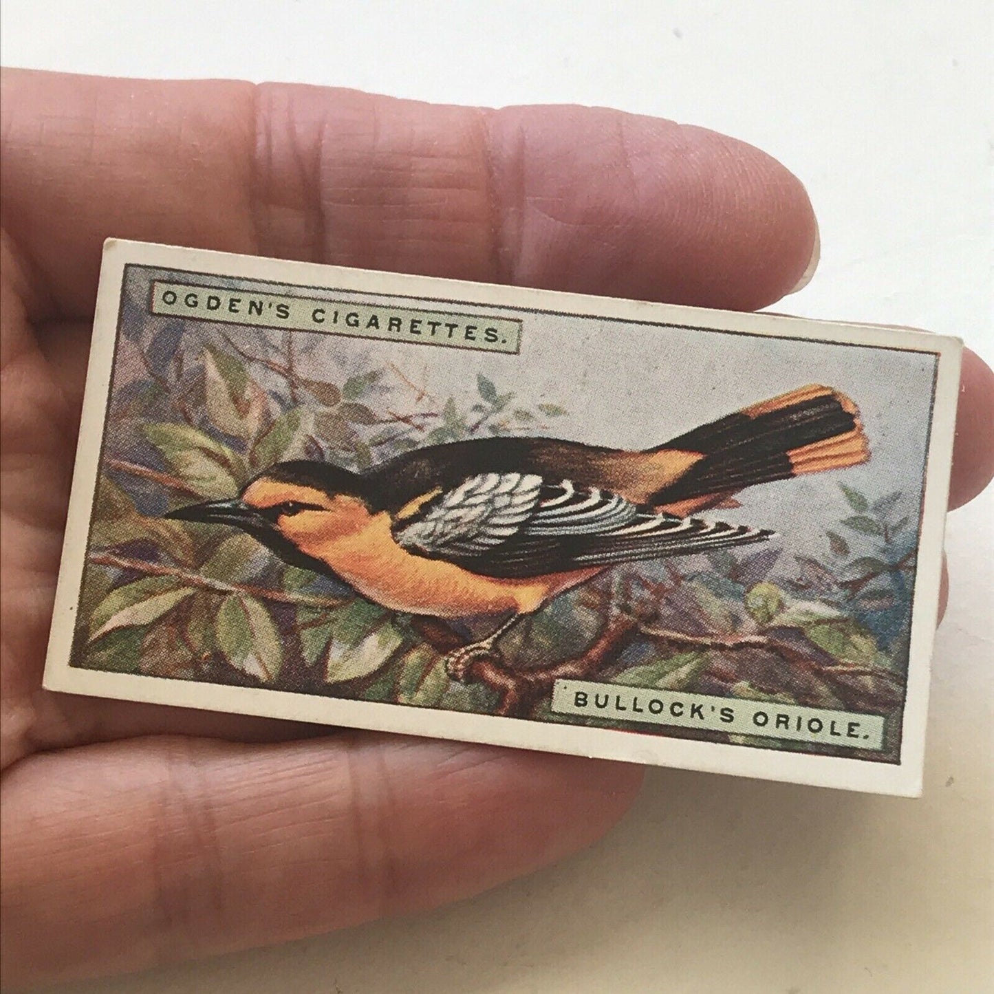 BULLOCKS ORIOLE Ogden’s Cigarette Card, FOREIGN BIRDS #32 Colourful Bird Print