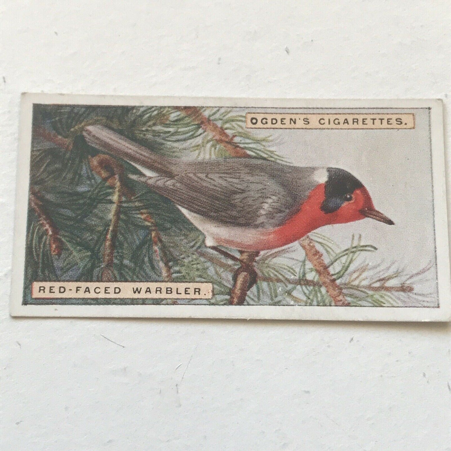 RED-FACED WARBLER Ogden’s Cigarette Card, FOREIGN BIRDS #47 Colourful Bird Print