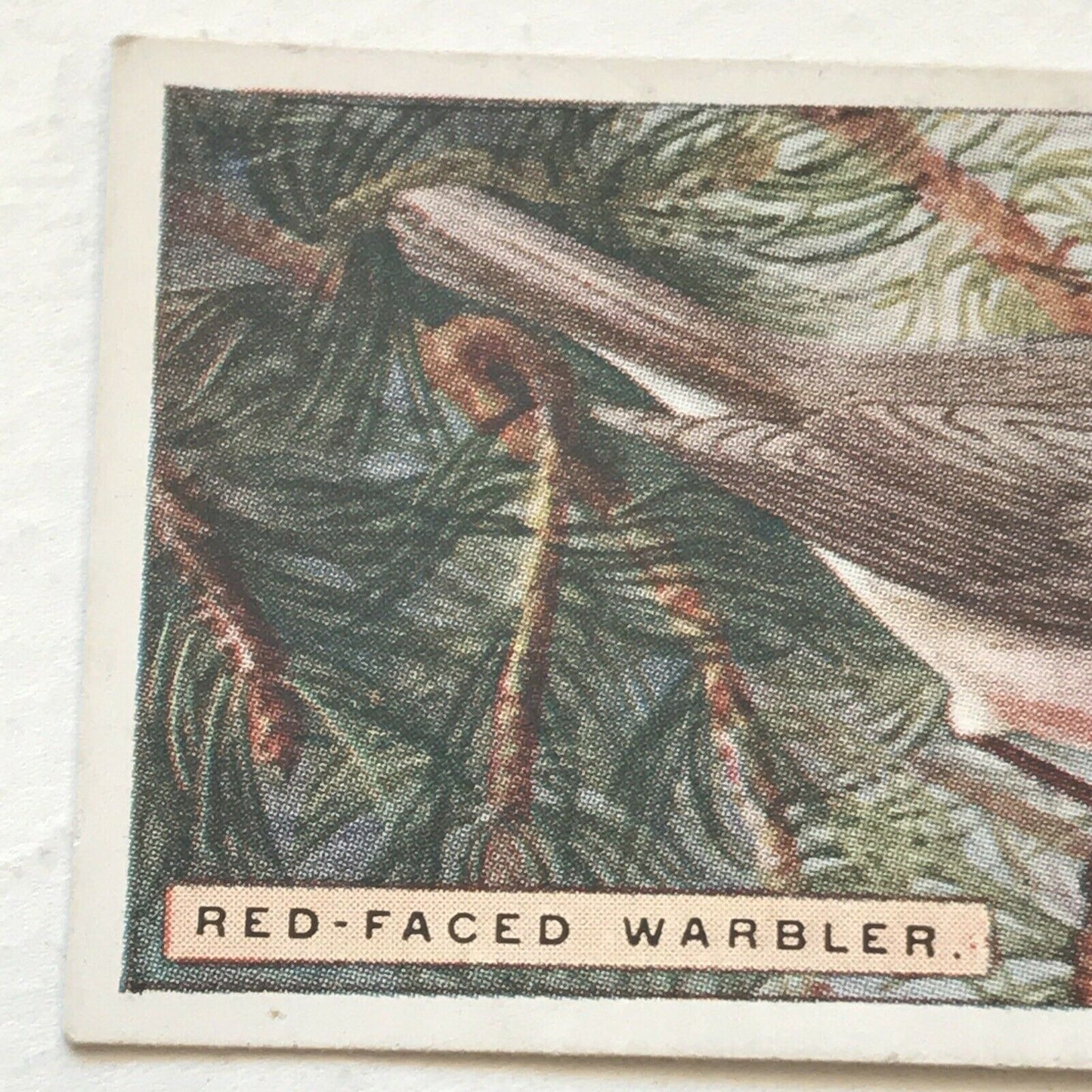 RED-FACED WARBLER Ogden’s Cigarette Card, FOREIGN BIRDS #47 Colourful Bird Print