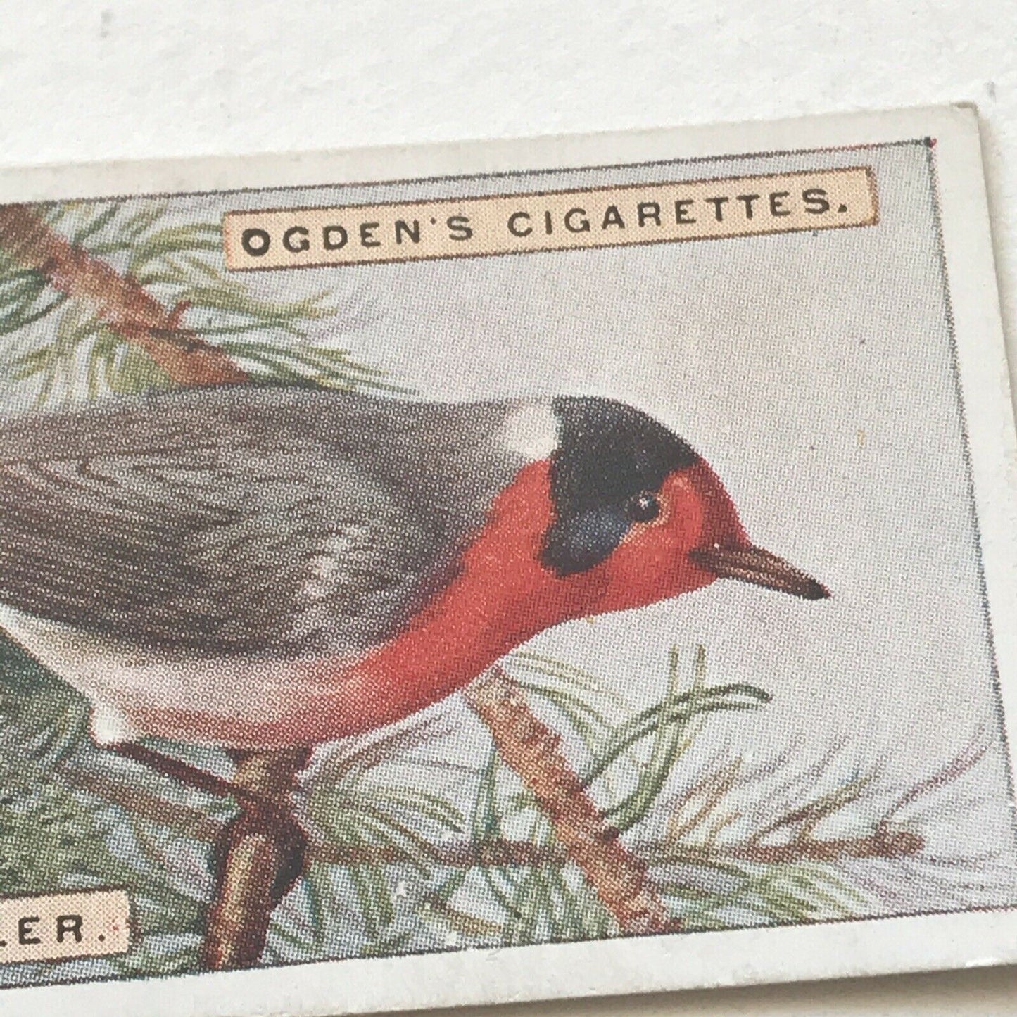 RED-FACED WARBLER Ogden’s Cigarette Card, FOREIGN BIRDS #47 Colourful Bird Print