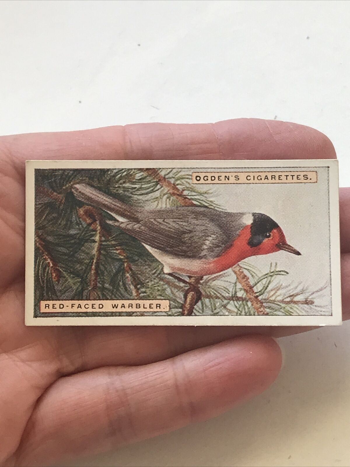 RED-FACED WARBLER Ogden’s Cigarette Card, FOREIGN BIRDS #47 Colourful Bird Print