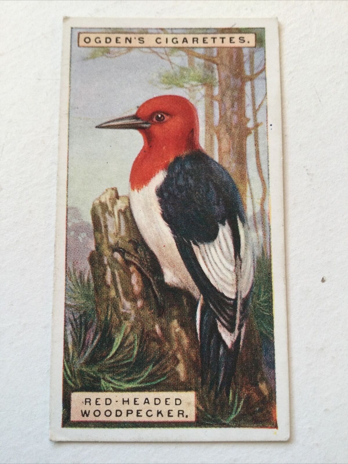 RED HEADED WOODPECKER Ogden’s Cigarette Card, FOREIGN BIRDS #50 Colourful Bird