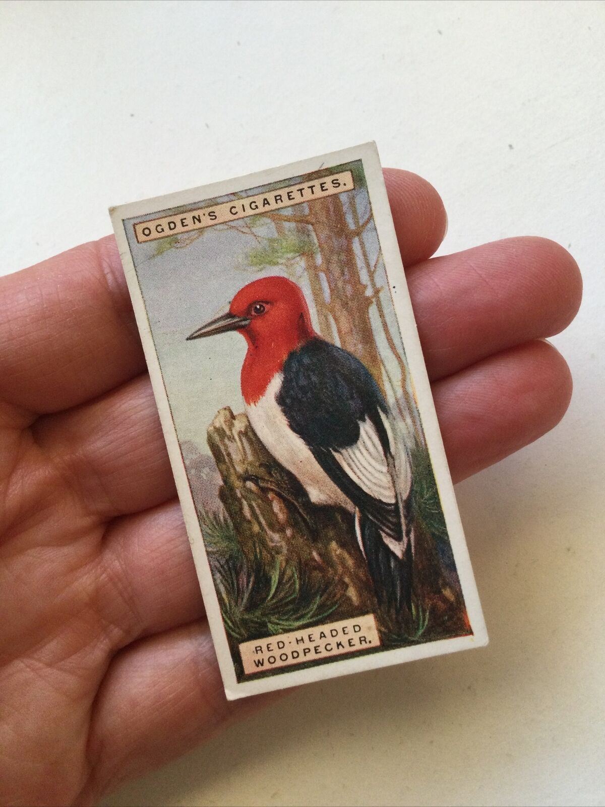 RED HEADED WOODPECKER Ogden’s Cigarette Card, FOREIGN BIRDS #50 Colourful Bird