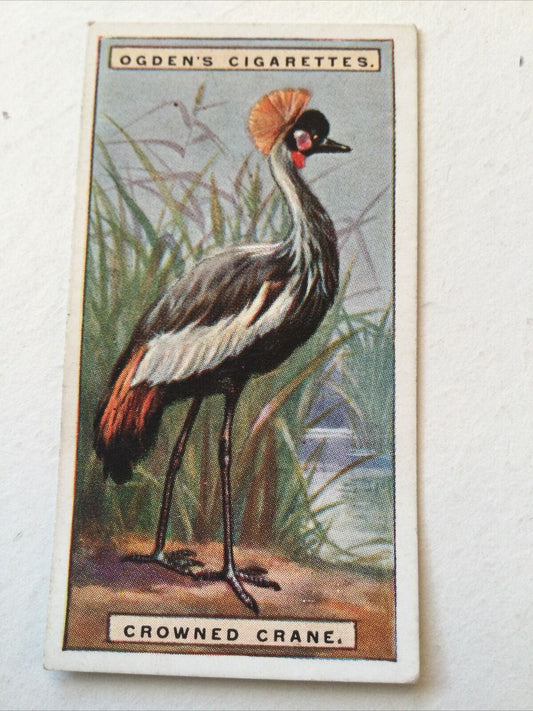 CROWNED CRANEOgden’s Cigarette Card, FOREIGN BIRDS #10Colourful Bird print