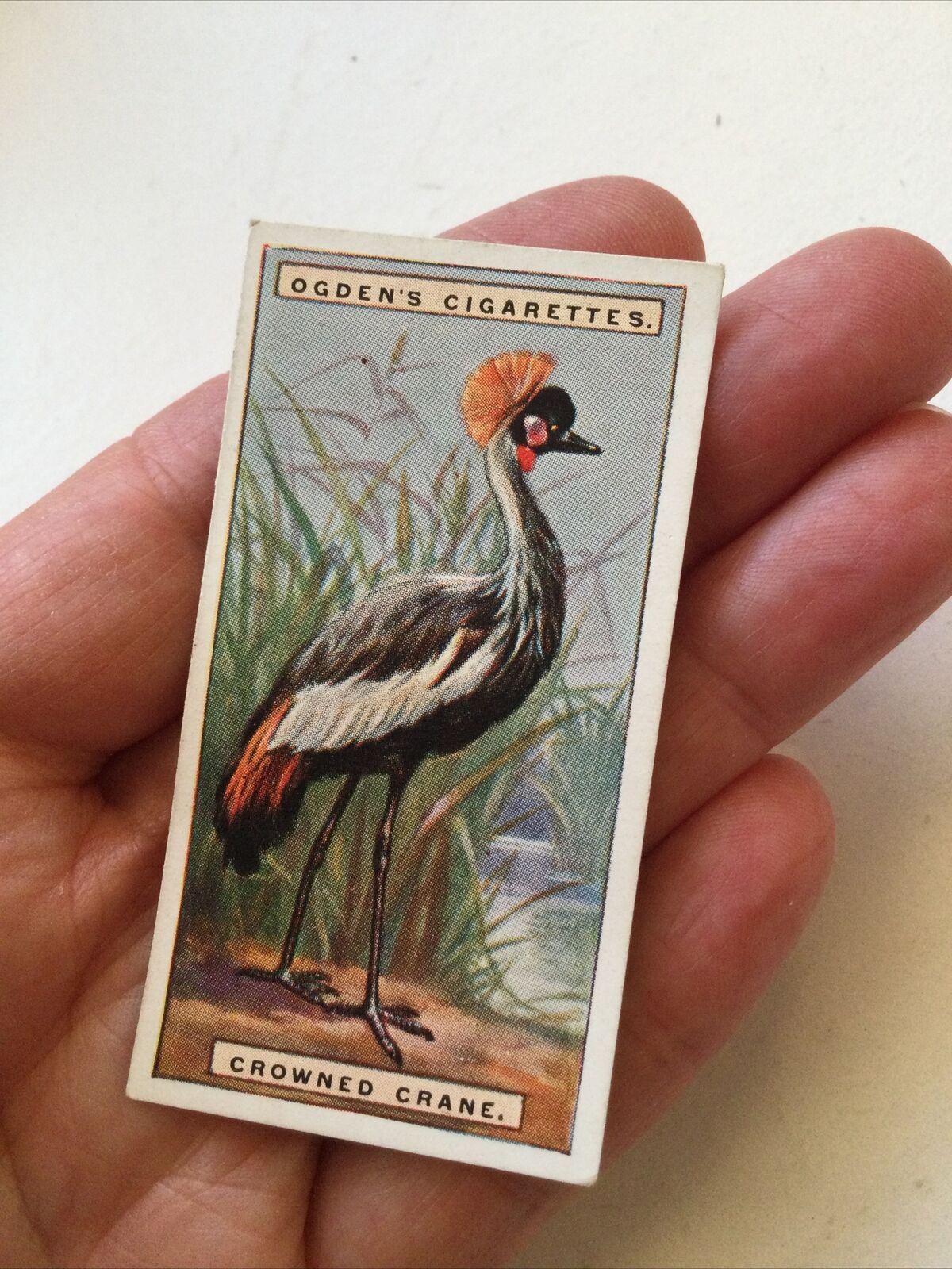 CROWNED CRANEOgden’s Cigarette Card, FOREIGN BIRDS #10Colourful Bird print