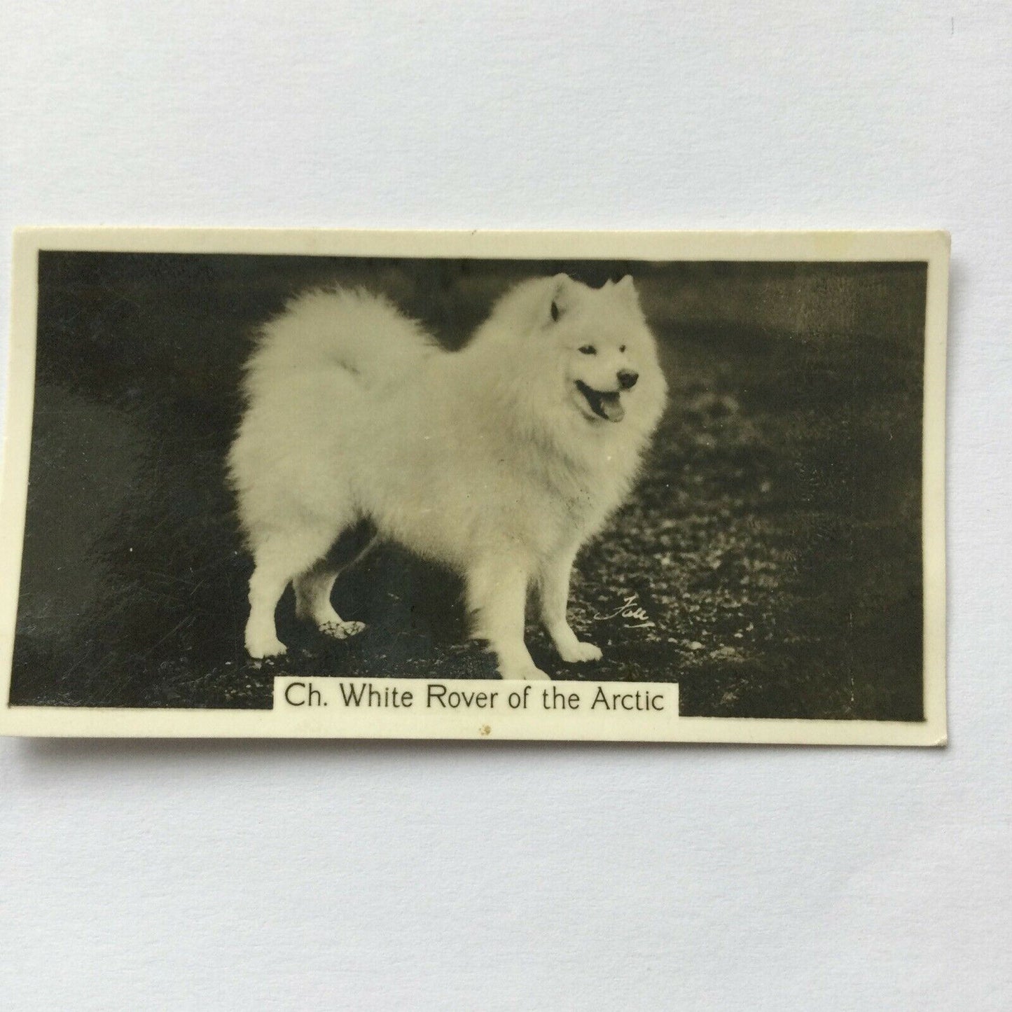 SAMOYED CH. WHITE ROVER OF  THE ARCTIC John Sinclair Cigarette Card Champion Dog