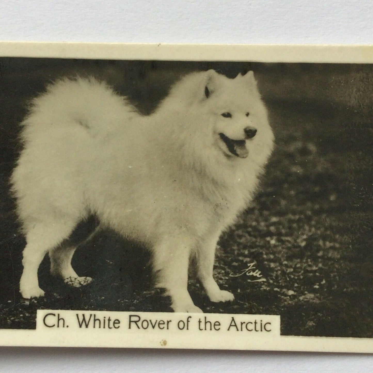 SAMOYED CH. WHITE ROVER OF  THE ARCTIC John Sinclair Cigarette Card Champion Dog