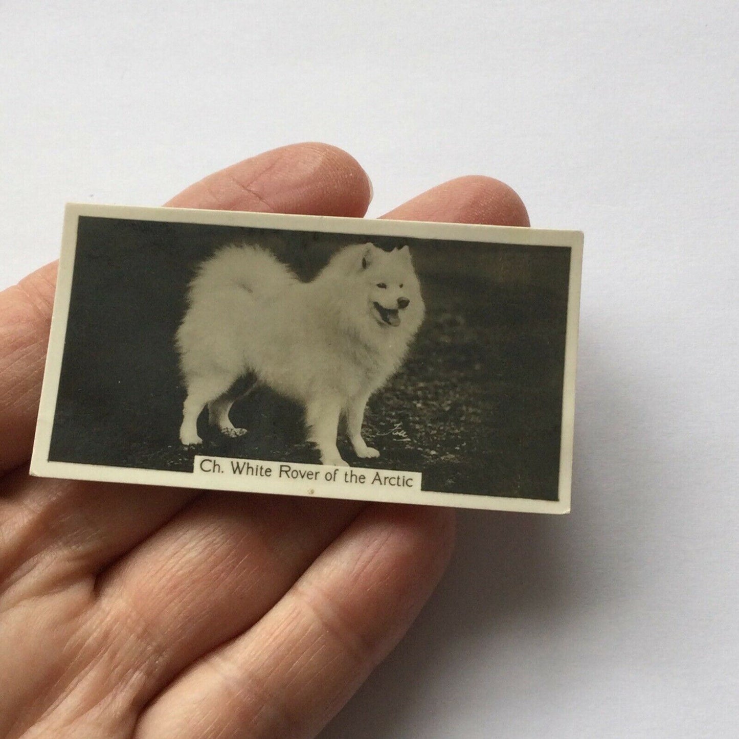 SAMOYED CH. WHITE ROVER OF  THE ARCTIC John Sinclair Cigarette Card Champion Dog