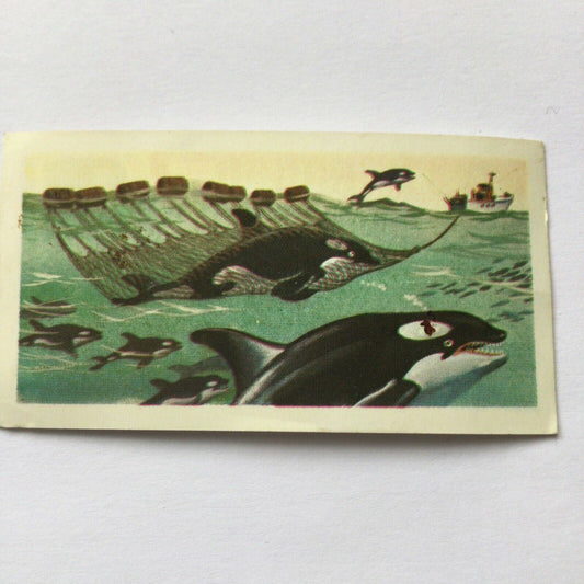 KILLER WHALE Picture Brooke Bond Tea Card The Sea - Our Other World #25 Orca