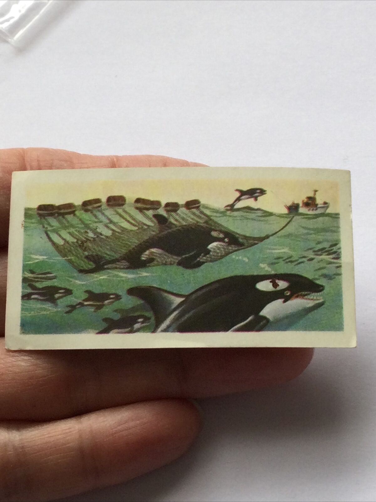 KILLER WHALE Picture Brooke Bond Tea Card The Sea - Our Other World #25 Orca