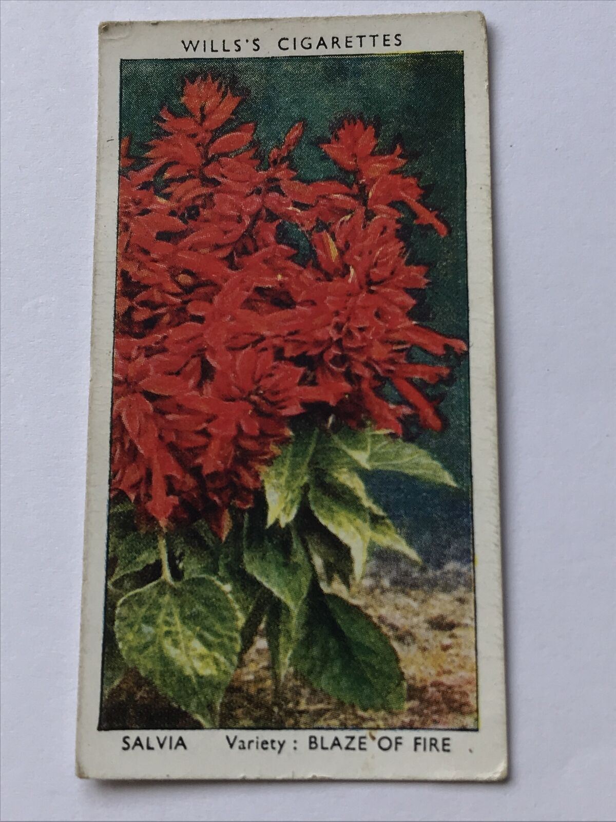 Salvia Blaze Of Fire WILLS CIGARETTE CARD Garden Flowers #41