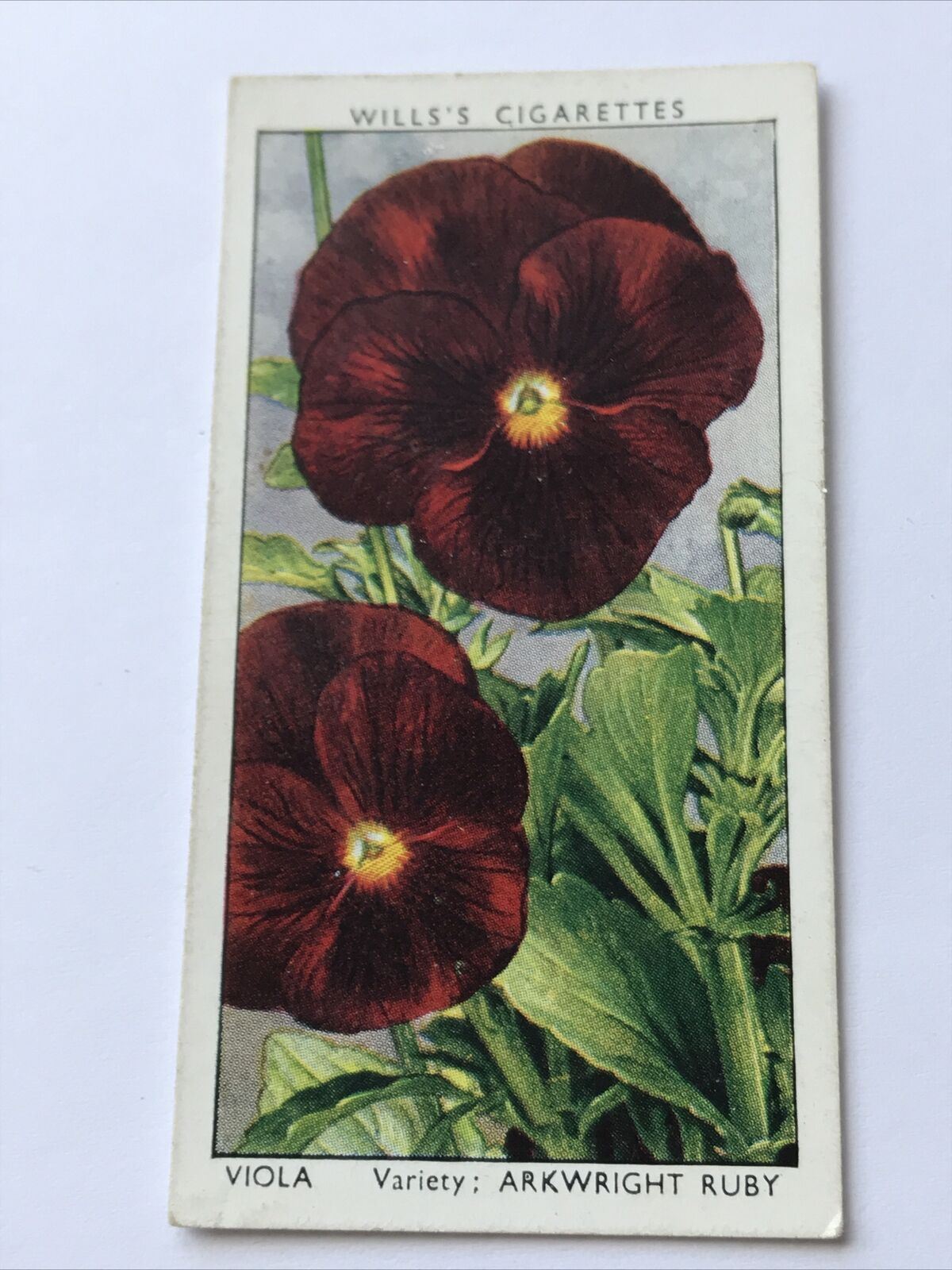 Viola Arkwright Beauty WILLS CIGARETTE CARD Garden Flowers #48