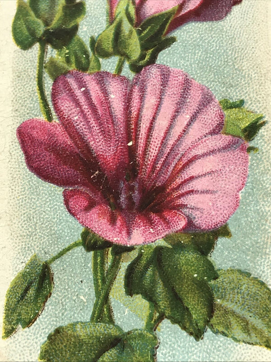 Mallow WILLS CIGARETTE CARD Old English Garden Flowers #17 Second Series