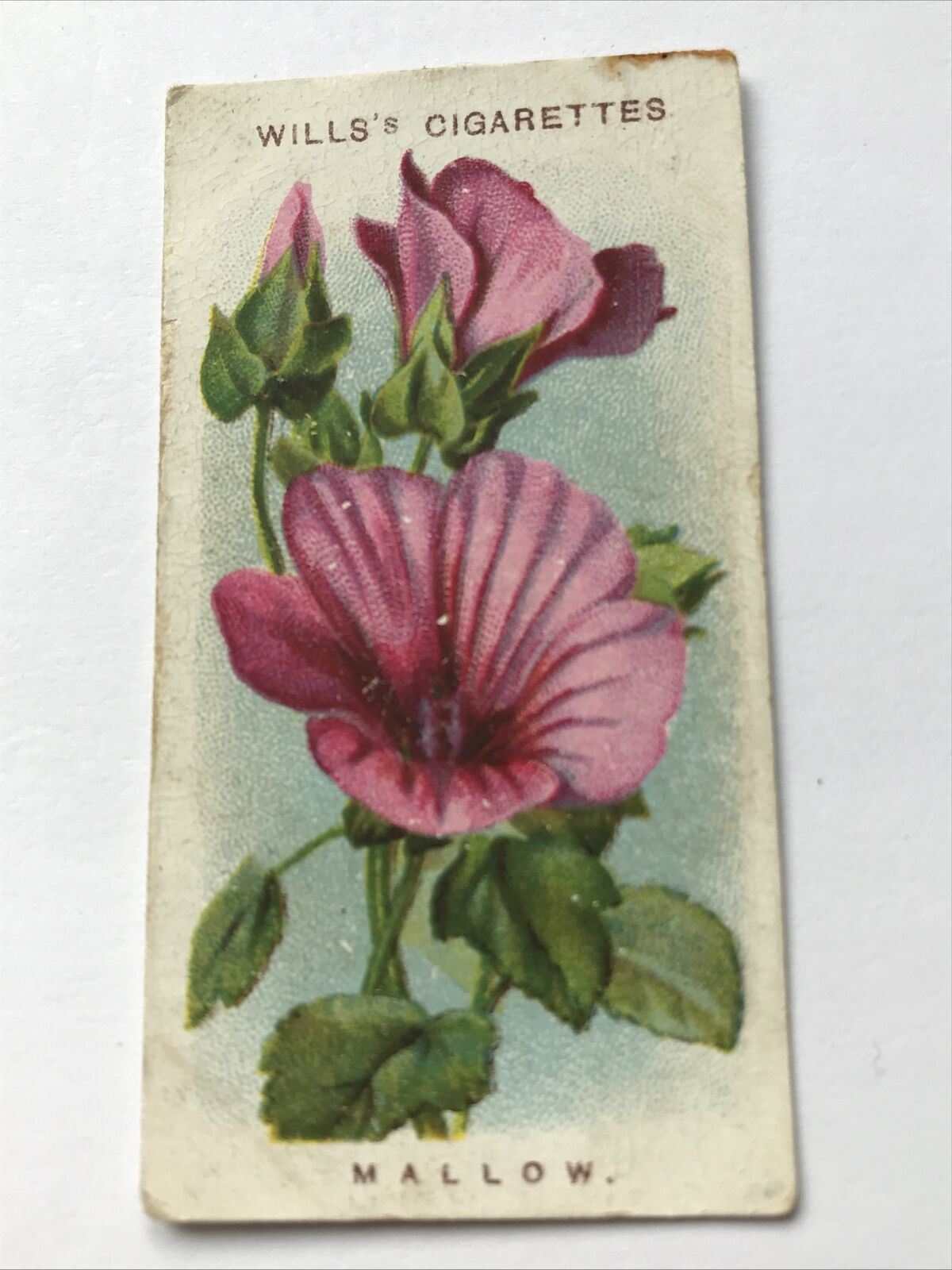 Mallow WILLS CIGARETTE CARD Old English Garden Flowers #17 Second Series