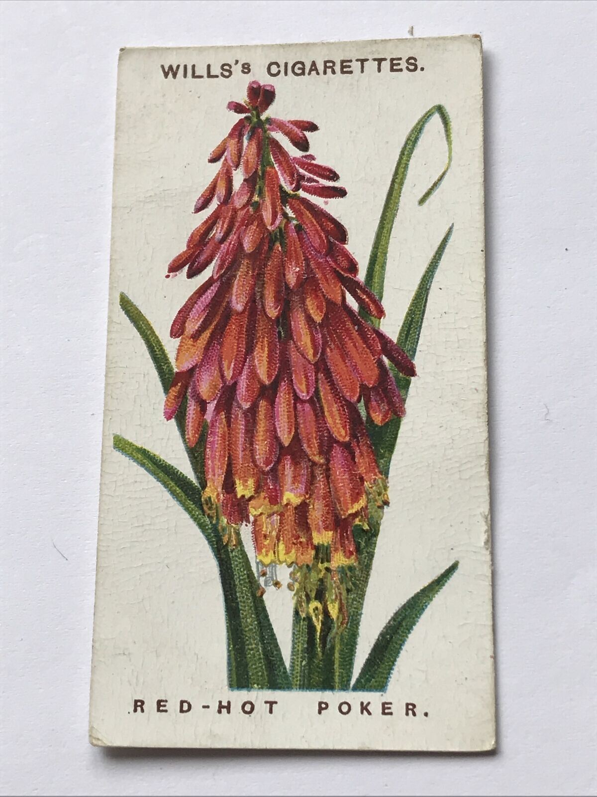 Red Hot Poker WILLS CIGARETTE CARD Old English Garden Flowers #43 Second Series