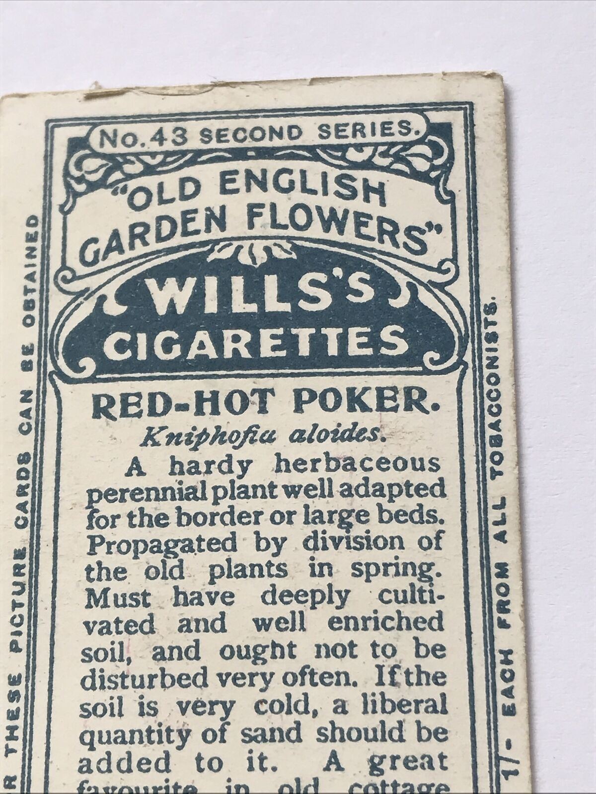 Red Hot Poker WILLS CIGARETTE CARD Old English Garden Flowers #43 Second Series