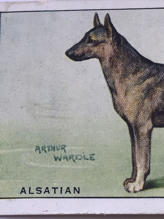 Alsatian WILLS CIGARETTE CARD Dogs #1 Arthur Wardle Picture