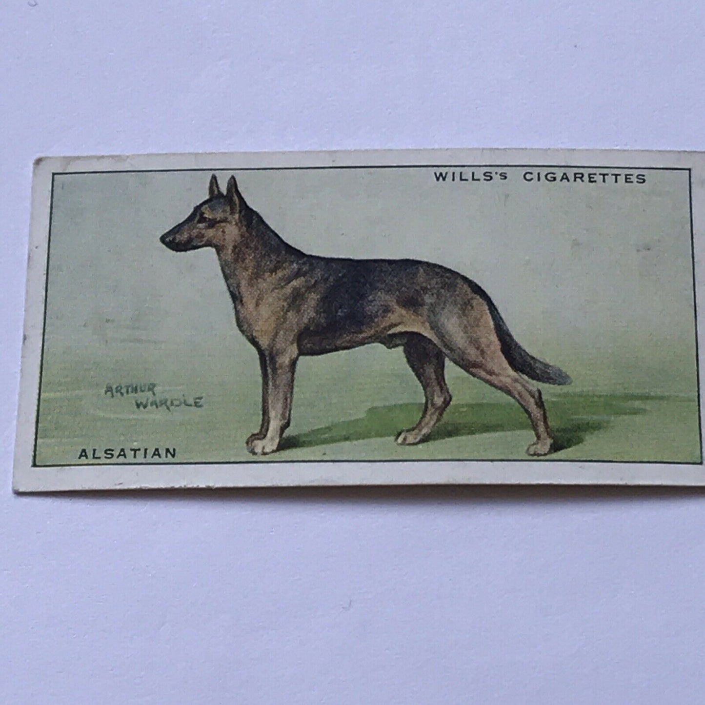 Alsatian WILLS CIGARETTE CARD Dogs #1 Arthur Wardle Picture