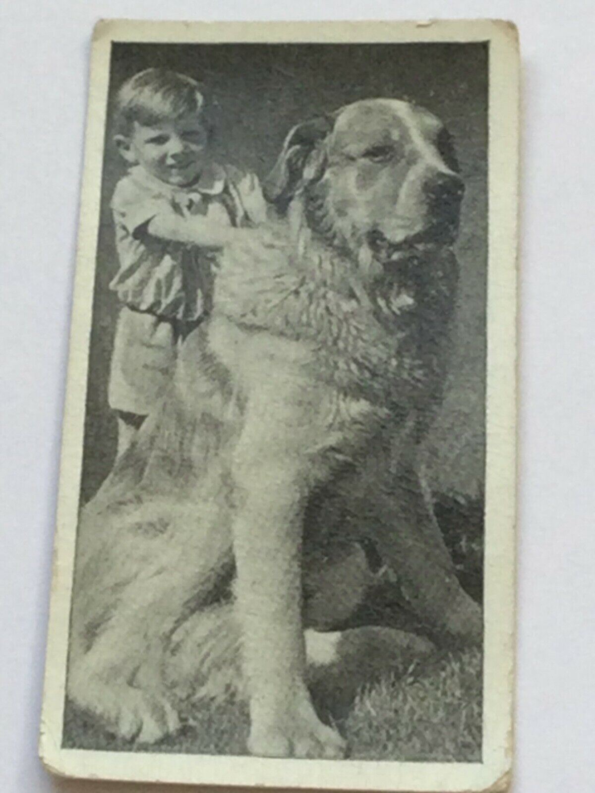 Carreras Cigarette Cards DOGS & FRIEND 1936 Cute Pet Photos with Children. Sold Individually.