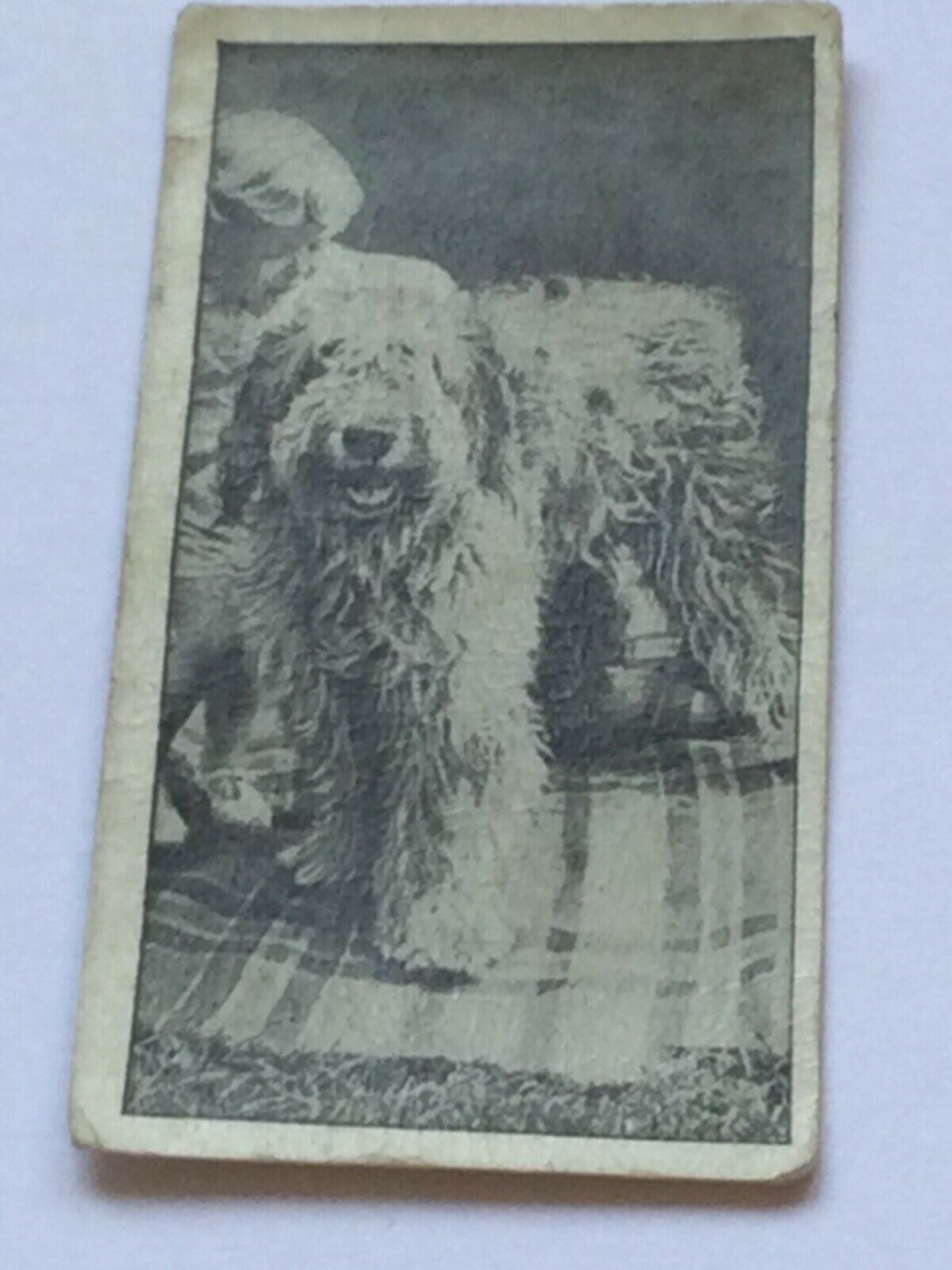 Carreras Cigarette Cards DOGS & FRIEND 1936 Cute Pet Photos with Children. Sold Individually.