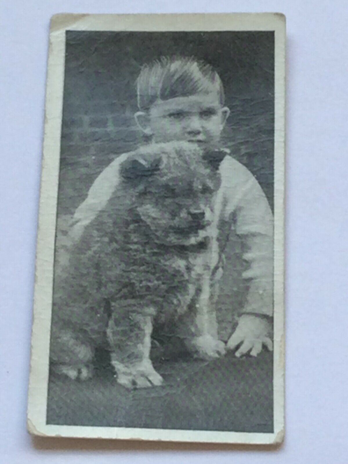 Carreras Cigarette Cards DOGS & FRIEND 1936 Cute Pet Photos with Children. Sold Individually.