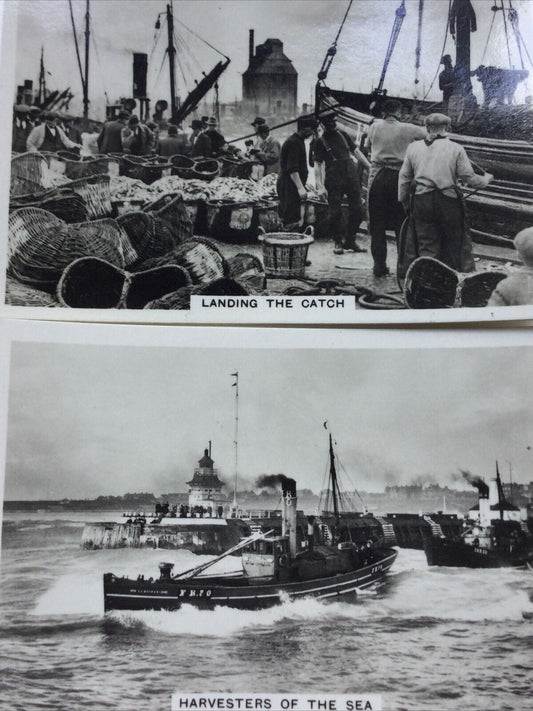 Vintage Senior Service Photos Cigarette Cards Herring Fishing And Landing 1939 1930s COASTWISE