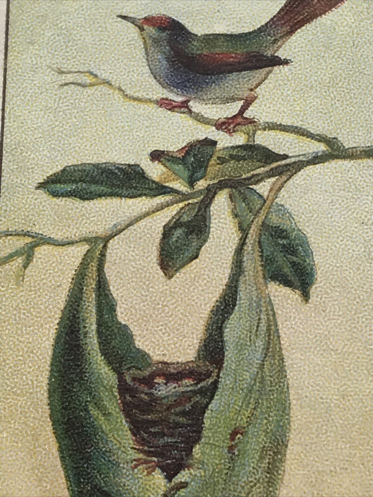 Antique CIGARETTE CARD TAILOR BIRDS’ NEST Morris’s Marvels Of The Universe #21