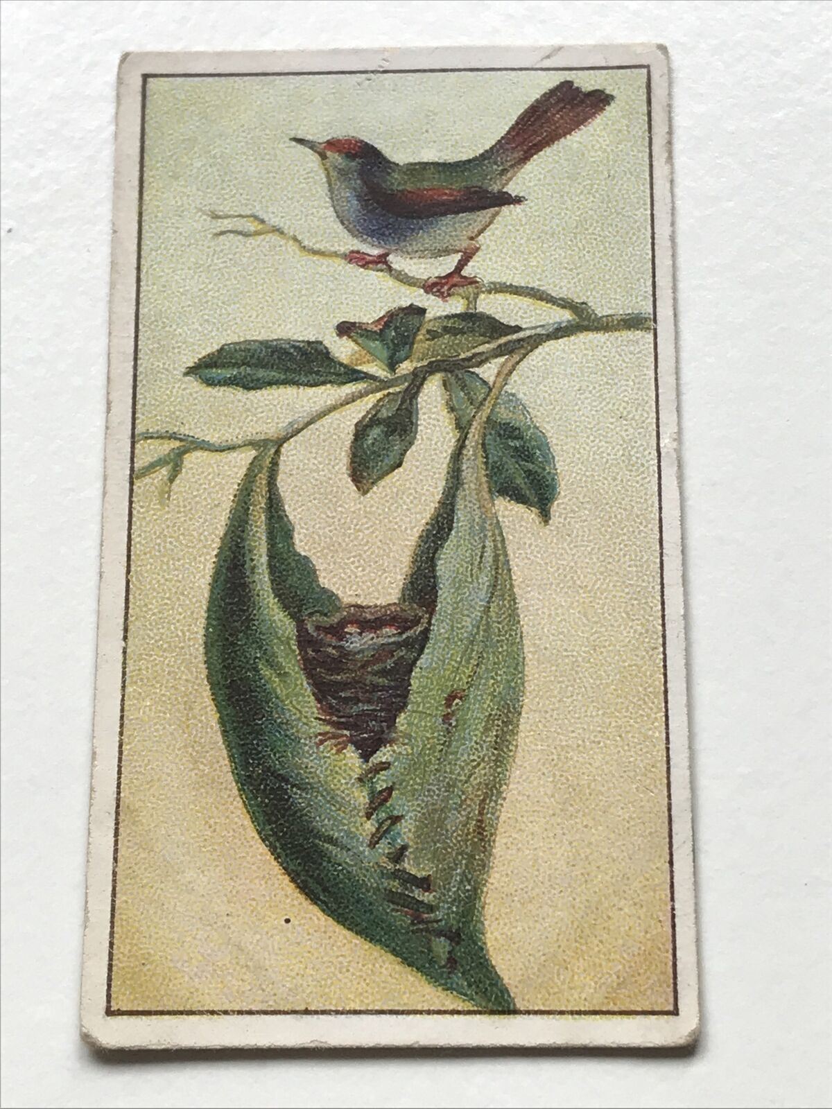 Antique CIGARETTE CARD TAILOR BIRDS’ NEST Morris’s Marvels Of The Universe #21