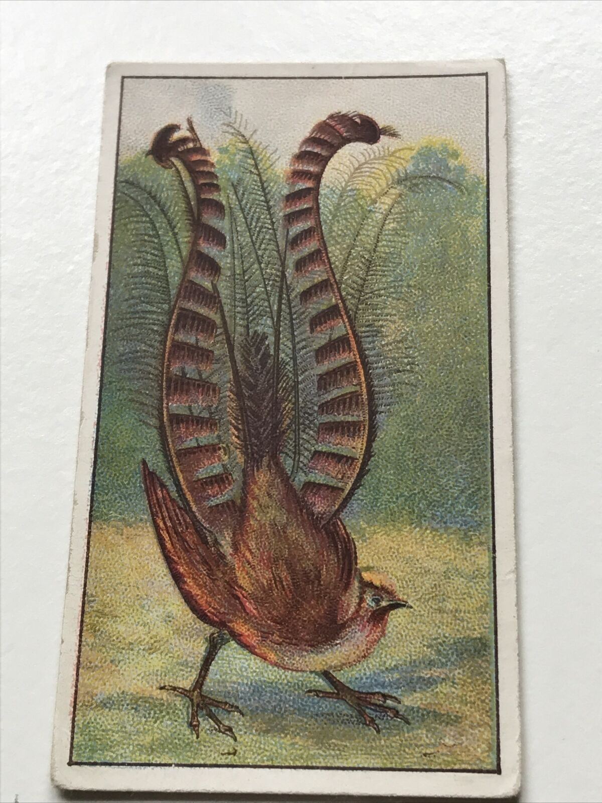 Antique CIGARETTE CARD LYRE BIRD Morris’s Marvels Of The Universe #2 Australian