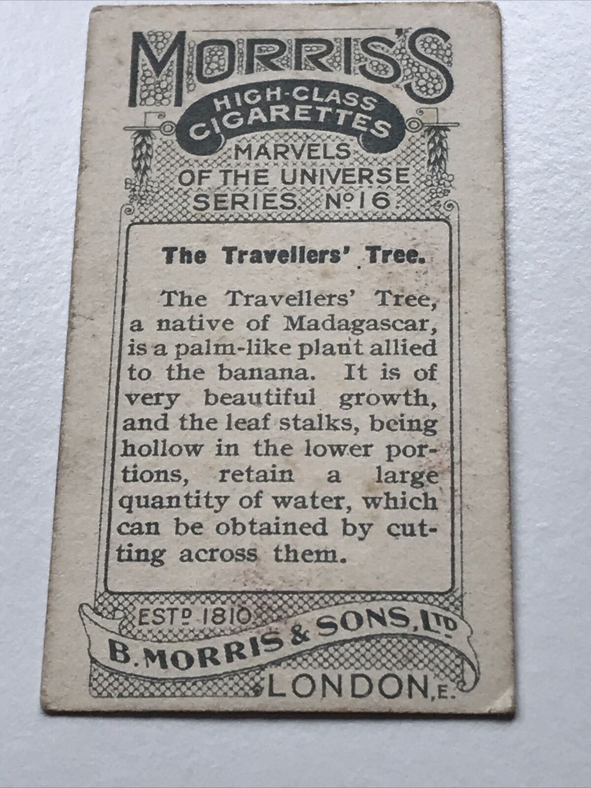 Antique CIGARETTE CARD TRAVELLERS’ TREE Morris Marvels Of The Universe #16 1912