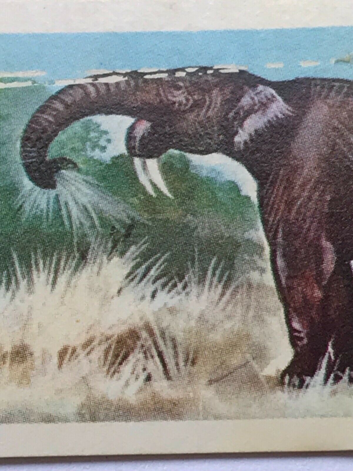 PREHISTORIC ANIMALS Brooke Bond Tea Collectable Trade Cards 1972 take your pick