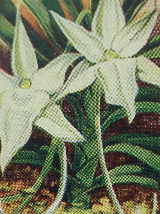 ANGRÆCUM SESQUIPEDALE ORCHIDS Cigarette Card Carreras #19/24 Epiphytal Madagasca