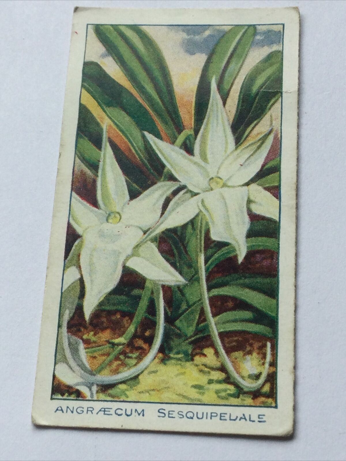 ANGRÆCUM SESQUIPEDALE ORCHIDS Cigarette Card Carreras #19/24 Epiphytal Madagasca