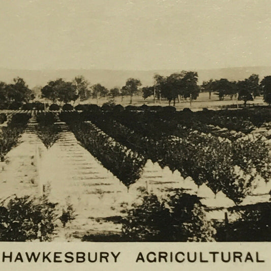 HAWKESBURY AGRICULTURAL COLLEGE Vintage Photo (cigarette Card?) AUSTRALIA